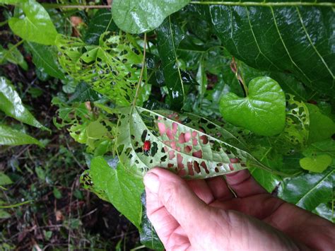 Projects Florida Invasive Species Partnership