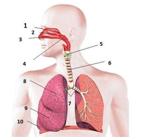 C A Imagem Abaixo Ilustra As Estruturas Anat Micas Que Pertencem Ao