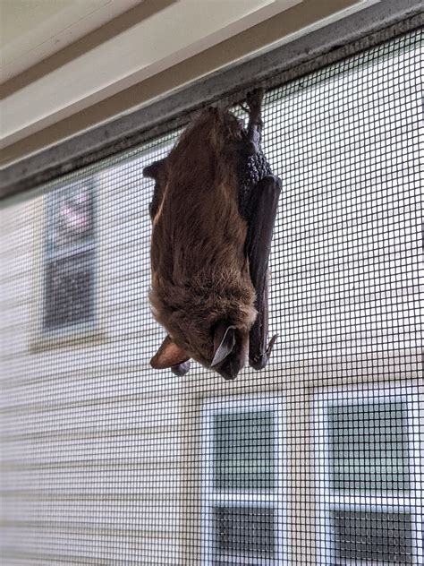 This Morning I Found A Bat Sleeping In My Window Inside The Screen