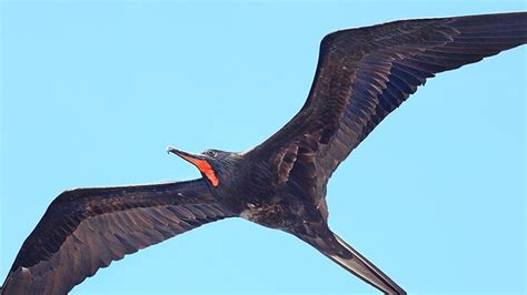 Gli Uccelli Dormono Anche Mentre Sono In Volo Wired Italia