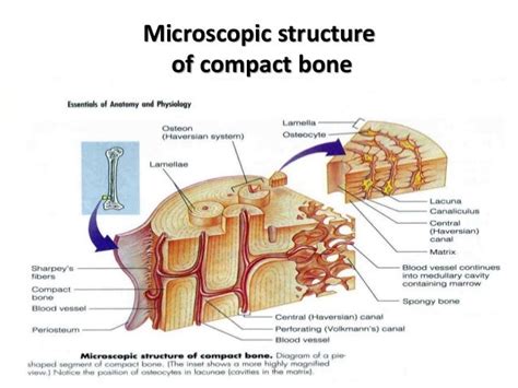 Compact Bone Diagram Canaliculi - Bones Fundamentals Of Anatomy For ...