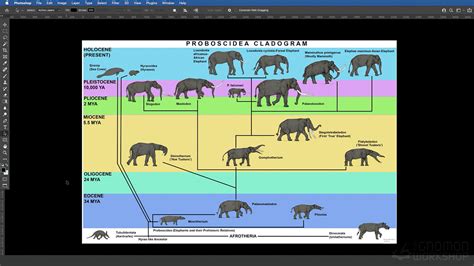 Elephant Anatomy Vol. 1: Drawing Skeletons & Musculature | The Gnomon Workshop