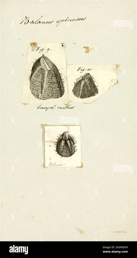 Balanus spinosus, Print, Balanus is a genus of barnacles in the family ...