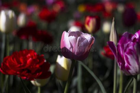 Tulipa Cor De Rosa Delicada No Fundo De Tulipas Vermelhas Brancas E