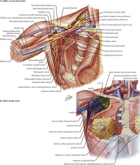 Axillary Lymph Node Diagram