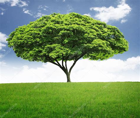 Pictures Beautiful Big Tree Beautiful Big Tree — Stock Photo