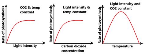 Light Intensity And Photosynthesis