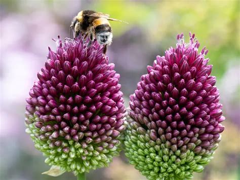 Allium Sphaerocephalon Bulbs | Baker Creek Heirloom Seeds