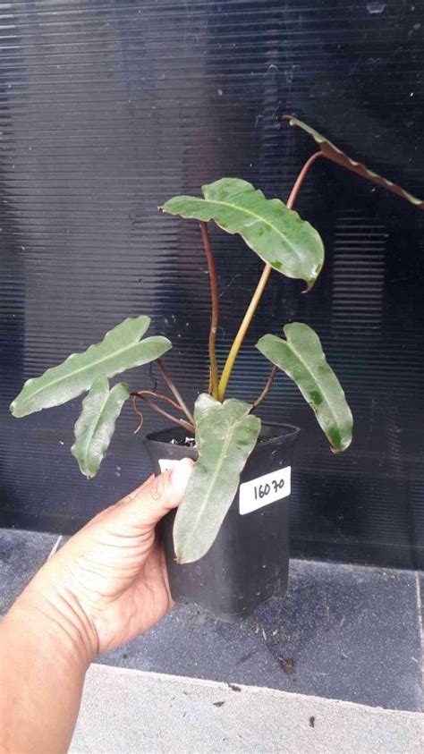 Philodendron Billietiae X Atabapoense Furniture Home Living