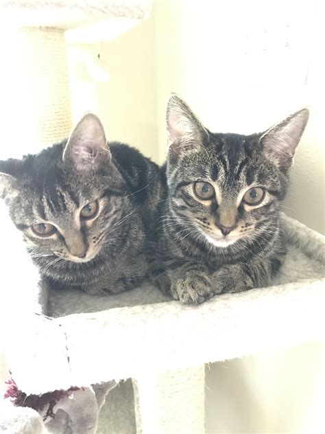 Twin4 Month Old Kittens Petey And Parker Are 4 Month Old Kittens We