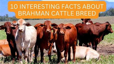 10 Interesting Facts About Brahman Cattle Breed Youtube