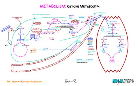 Metabolism] 23. Ketone Metabolism - Key001 - Metabolism Ketone ...