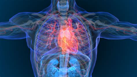 What is Cardiac Ablation and It's Risks - Pulse Cardiology