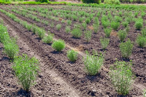 613 best Milkweed images on Pholder | Native Plant Gardening, Gardening