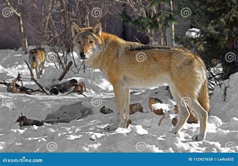 Eurasian Wolf Canis Lupus Lupus Wolves In Winter Stock Photo Image