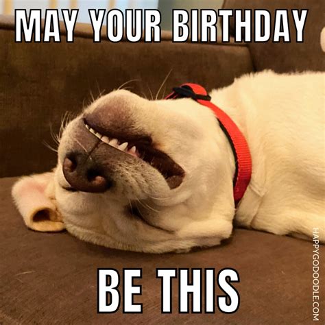 Happy Birthday Funny Dog Meme