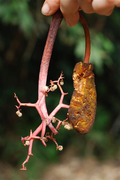 West African Plants A Photo Guide Musanga Cecropioides R Br