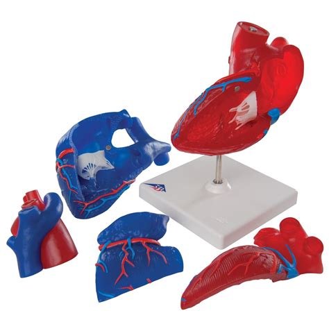 3b Scientific G01 1 Magnetic Heart Model Life Sized 5 Parts