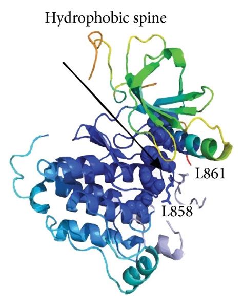 Structural Modeling And Dynamics Profile Of L858R EGFR Mutant A The