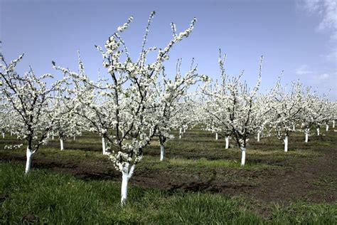 A Garden Of Fruit Trees Picture. Image: 14015289