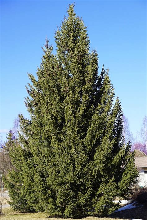 Norway Spruce – Welcome to Whitehouse, Ohio