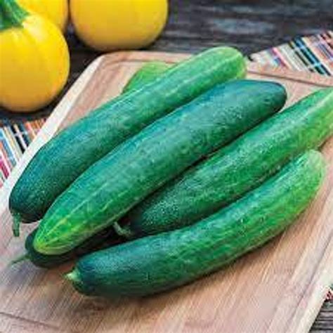 Burpless Hybrid Cucumber Etsy