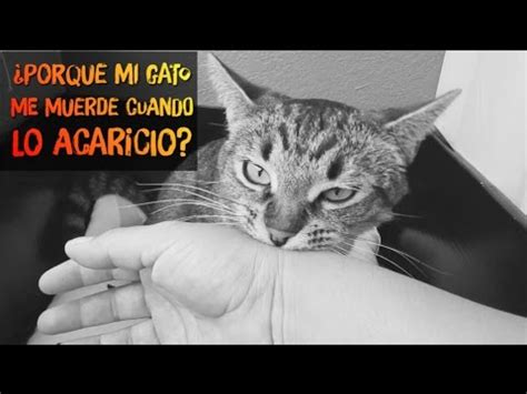 Porque mi gato me muerde o rasguña cuando lo acaricio YouTube