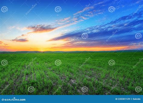 Fields Of Green Lush Grass To The Horizon Sunset Warm Light Stock