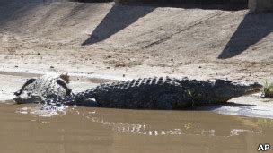 Autoridades da África do Sul tentam recapturar 10 mil crocodilos BBC