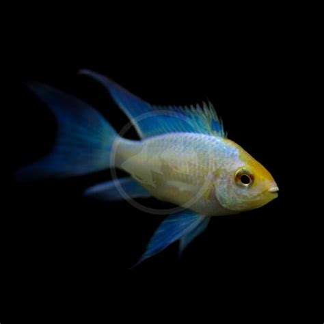 Cichlid Ram German Black Mikrogeophagus Ramirezi Aquatics Unlimited