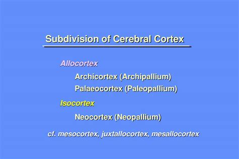 Ppt Cerebral Cortex Powerpoint Presentation Free Download Id4215369