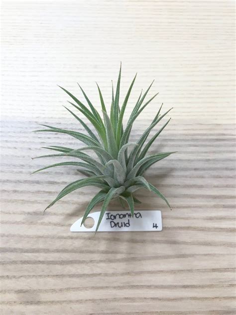 Ionantha Druid Tillandsia Air Plant Furniture Home Living Gardening