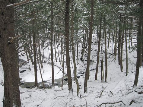 Bog Brook Trail Cluster Maine Trail Finder