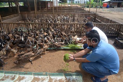 BUDIDAYA AZOLLA UNTUK PAKAN TERNAK ANTARA Foto