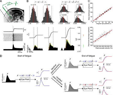 Characterization Of Abducens Neurons Activity A Recording Neurons