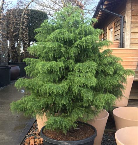 Buy Cryptomeria Japonica Elegans Viridis Architectural Plants