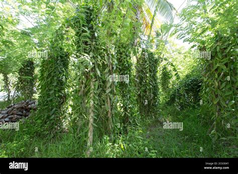 Vanilla Plantation High Resolution Stock Photography And Images Alamy