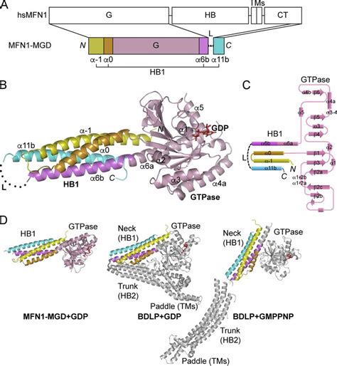 Crystal Structure Of Mfn Mgd A Scheme Showing The Domains Of Human