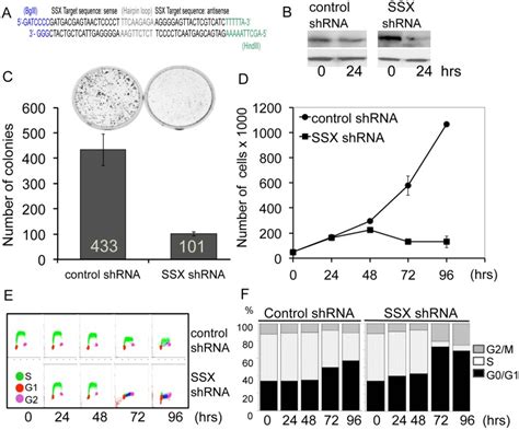 A Graphic Representation Of The ShRNA Sequence Complementary To SSX1