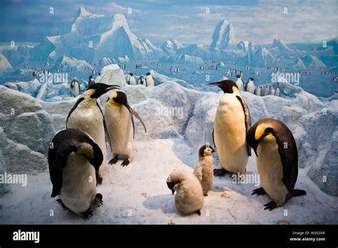 Emperor Penguins Hi Res Stock Photography And Images Alamy