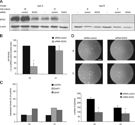 SiRNA Mediated Downregulation Of SOX2 In Type A Cultures A