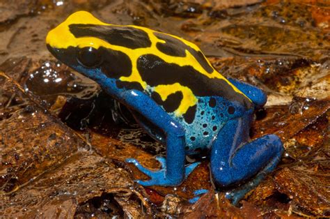 Dendrobates Tinctorius Frogs And Co