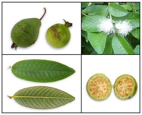 Bayabas / Psidium guajava / GUAVA / Fan shi liu: Herbal Medicinal ...