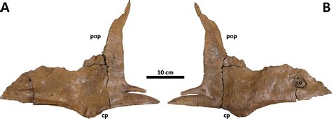 A Transitional Species Of Daspletosaurus Russell 1970 From The Judith River Formation Of