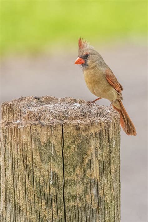 Beautiful Female Cardinal Bird Stock Image Image Of People Looking
