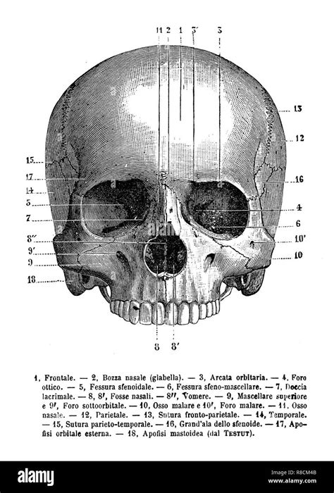 Disegno Vintage Anatomia Immagini E Fotografie Stock Ad Alta