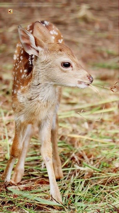 Baby Deer Sounds 🦌 Youtube