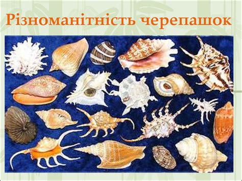 Тип молюски. Клас черевоногі - презентация онлайн