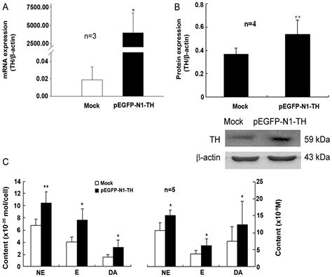 Effect Of Tyrosine Hydroxylase Overexpression In Lymphocytes On The