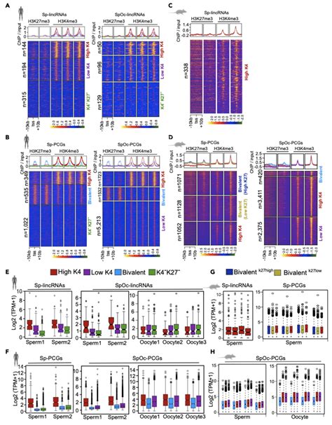 Sperm Derived Chromatin Clusters Show Variable Expression Levels In